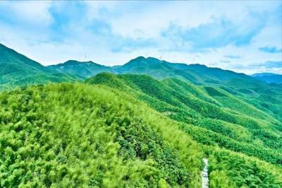 仁化縣長江鎮大力發展毛竹產業 讓綠竹子長出“金葉子”