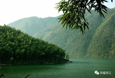 小楠竹撐起大產業,洪江區千余名貧困群眾脫貧奔富路