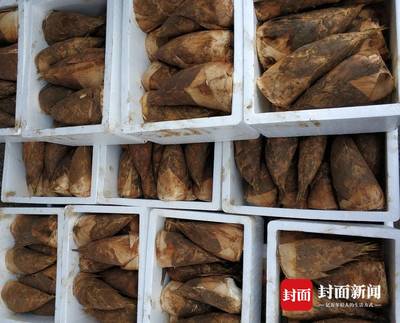 四川宜賓長寧冬筍進入產銷旺季 一個工廠一天銷售數萬斤